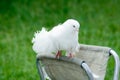Decorative white pigeon Royalty Free Stock Photo
