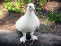 Decorative white pigeon sitting on ground Royalty Free Stock Photo
