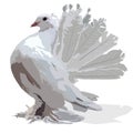 Decorative white pigeon vector image Royalty Free Stock Photo