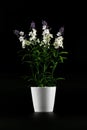 Decorative white and purple flowers in white vase isolated on black background Royalty Free Stock Photo