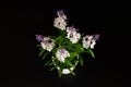 Decorative white and purple flowers in white vase isolated on black background. Top view Royalty Free Stock Photo