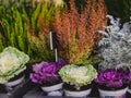 Decorative white & purple ornamental cabbages in front of flower shop Royalty Free Stock Photo