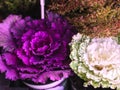 Decorative white & purple ornamental cabbages in front of flower shop Royalty Free Stock Photo