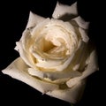 Decorative white rose Royalty Free Stock Photo