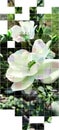 Decorative white rose picture showing beauty of nature rose the sign and show of love Royalty Free Stock Photo