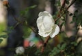 Decorative white terry rose hip, lonely flower on a background of green leaves. Royalty Free Stock Photo