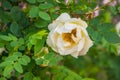 Decorative white terry rose hip, wild rose, white beautiful lonely flower on a background of green leaves