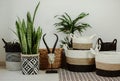 Decorative wicker baskets and green home plant near light wall indoors.