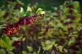 Decorative wild berry shrub in Lana river, Tirana, Albania Royalty Free Stock Photo