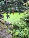 Decorative wild pond overgrown with plants