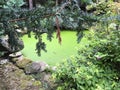 Decorative wild pond overgrown with plants