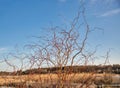 Decorative willow grows near the lake