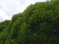 Decorative willow with sharp leaves. The spherical crown of the tree