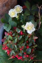 Decorative winter flowers and plants in a pot, helleborus and gaultheria