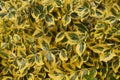Decorative winter-resistant plant. Euonymus fortunei -common names spindle or Fortune`s spindle, winter creeper or wintercreeper Royalty Free Stock Photo