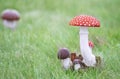 Decorative wooden fly agaric mushrooms