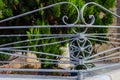 Ornate Wrought Iron Gate Railings With Star Medallion Against Lush Greenery Royalty Free Stock Photo