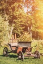 Decorative Yard Wagon On Summer Lawn. Bright Sunny Day. Gardening And Housekeeping. Vintage Cart On Summer Sunny Day Royalty Free Stock Photo