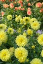 Yellow decorative Dahlia blossoms in a garden