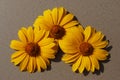 large yellow daisies on a gray background Royalty Free Stock Photo