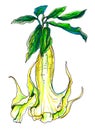 Decorative yellow Datura flower Brugmansia in blossom. Botanical illustration.