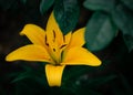 Decorative yellow daylily or lemon lily blossom hiding between the dark green leaves Royalty Free Stock Photo