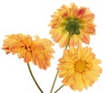 Decorative yellow flower