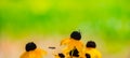 Decorative yellow flowers and insects on a bright green blurred