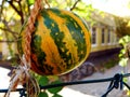 Decorative yellow green gourd in exterior space along chain link fence