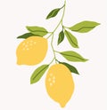 Decorative yellow lemons fruit with green leaves isolated on gray. Tropical fruit icon design.