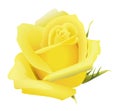 Decorative yellow rose flower illustration Royalty Free Stock Photo