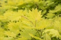 The decorative yellowish leaves of a shirasawa maple Royalty Free Stock Photo