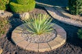 Yucca filamentosa plant in a garden Royalty Free Stock Photo