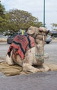 Decoratively decorated camel with a blanket resting lying waiti Royalty Free Stock Photo