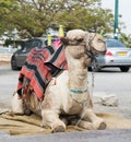 Decoratively decorated camel with a blanket resting lying waiti Royalty Free Stock Photo