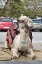 Decoratively decorated camel with a blanket resting lying waiting for visitors Royalty Free Stock Photo