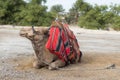 Decoratively decorated camel with a blanket resting lying waiting for visitors Royalty Free Stock Photo