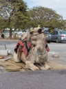 Decoratively decorated camel with a blanket resting lying waiting for visitors Royalty Free Stock Photo