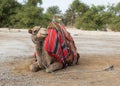 Decoratively decorated camel with a blanket resting lying waiting for visitors Royalty Free Stock Photo