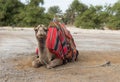 Decoratively decorated camel with a blanket resting lying waiting for visitors Royalty Free Stock Photo