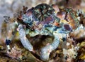 Decorator crab Camposcia retusa uses sponges, tunicate and algae to camouflage itself on coral reef Royalty Free Stock Photo