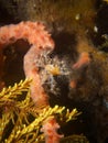 Decorator Crab