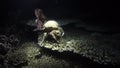 Decorator crab night dive