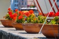 Decortive pots with flowers on the waterfront on Elba Island Royalty Free Stock Photo