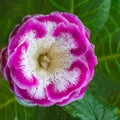 Decorum plant, beautiful pink Gloxinia flower Sinningia specios Royalty Free Stock Photo