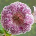 Decorum plant, beautiful tiger pink Gloxinia flower Sinningia s Royalty Free Stock Photo