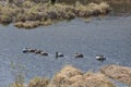 Decoy ducks on lake Royalty Free Stock Photo