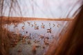 Decoy ducks on a tranquil lake viewed from a hide Royalty Free Stock Photo