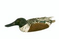 Decoy (Shoveler Drake) With Clipping Path Royalty Free Stock Photo