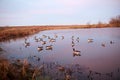 Decoy waterfowl on a calm rural lake or pond Royalty Free Stock Photo